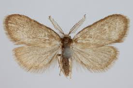 Image result for Psyche crassiorella