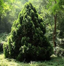 Image result for Vismia orientalis