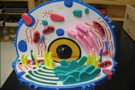 How To Make A 3d Model Cell Diy Animal Cell Project Animal Cells Model Cell Model