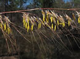 Image result for Sorghastrum stipoides