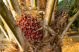 Image result for Elaeis