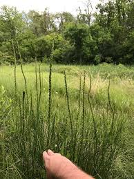 Image result for Triglochin