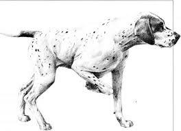 Afterwards draw the feet and connect the who legs with a curved line to show the bottom of the dogs body. Drawing Dogs Pencil Drawing Joshua Nava Arts
