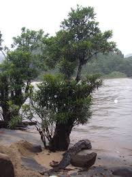 Image result for Breonadia