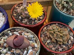 Image result for Aizoaceae