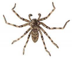 Black spider with white dots on back. 11 Types Of Spiders In Kentucky Identify Common House Spiders With Pictures