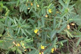 Image result for Chamaecrista mimosoides