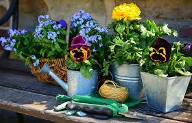 Çünkü evlerde yetiştirilen bazı popüler bitkiler ölümcül düzeyde zehir içeriyor! Cok Yillik Bahce Cicekleri Nelerdir Cicekal Net