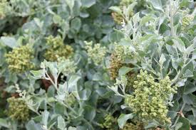 Image result for Rhagodia