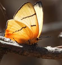 Image result for Actinanthella