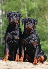 12 Rottweiler Puppies For Sale Ideas Rottweiler Puppies Rottweiler Dog Rottweiler