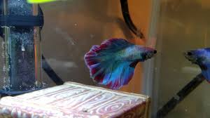 Please include water parameters and tank info in your help posts. New Twin Tail Halfmoon Betta Youtube