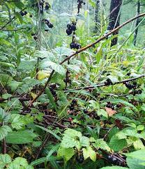 There are 359 black currant fruit for sale on etsy, and they cost $12.09 on average. Blackcurrant Vs Blackberry What S The Difference Ask Difference