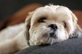 The shih tzu is an independent dog which is intelligent, dignified, lovable, affectionate, sociable, and cheerful. Shih Poo Puppies Colorado Little Darling Pups
