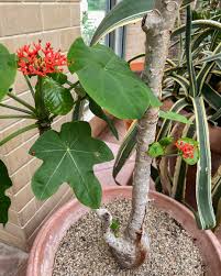 Image result for Jatropha podagrica
