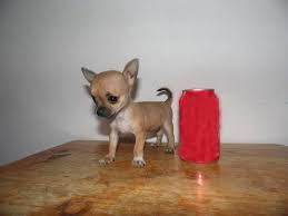 Apple Head Teacup Black Chihuahua Cute Applehead Teacup Chihuahua Female Youtube Teacup Chihuahua Apple Head Chihuahua Chihuahua