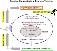 What are 5 examples of homeostasis. Frontiers Cardiovascular Adaptive Homeostasis In Exercise Physiology