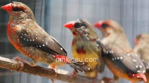 Burung pleci merupakan burung berukuran kecil yang cukup digemari dewasa ini. Harga Burung Finch Popular Di Jabodetabek September 2017 Om Kicau