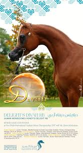 الملكة دیلایتس دیفاه اربي منافسة الأفراس أبوظبي ٢٠١٧ alsayed stud arabian horse horse equestrian horses