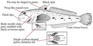 In addition to the reef, the tank should also provide a lot of hideouts. The Round Goby By Savanna Moore By Savanna Moore Infographic