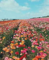See more ideas about flower aesthetic, planting flowers, pretty flowers. Never Not In Love With A Boundless Fresh Blue Sky Regram Designlovefest In 2020 Flower Field Flower Aesthetic Flowers Nature