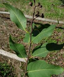 Image result for Eucalyptus torelliana