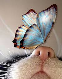 Butterfly On Kitty S Nose Cute Animals Animals Cute Cats