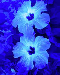 Check spelling or type a new query. Simply Blue Hibiscus Flowers Vertical Poster By Aimee L Maher Alm Gallery