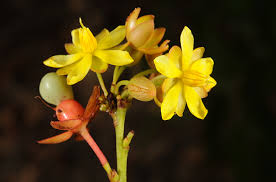 Image result for Gomphia