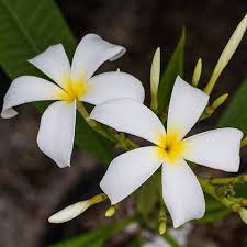We host free meetings, a plumeria cutting sale, a hawaiian plumeria festival and a members only hawaiian luau. How To Care For Plumerias During The Fall Winter Season Roger S Gardens