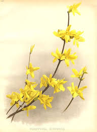 Http Www Meemelink Com Prints Images 23264 Oleaceae 2520 2520forsythia 2520suspensa Jpg Flower Art Flower Painting Flower Meanings