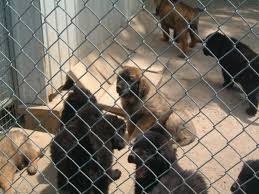 Please look at the pictures for a glimpse of our diverse babies! Leonberger Dog Breed Price Range In Ontario Canada Hubpages