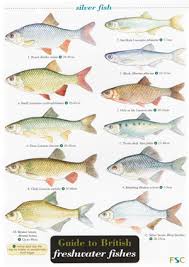 Freshwater Fish Laminated Id Chart