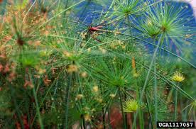 Image result for Cyperus kirkii