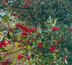 Image result for Ilex