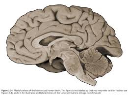 We did not find results for: Duke Neurosciences Lab 1 Surface Anatomy Of The Brain