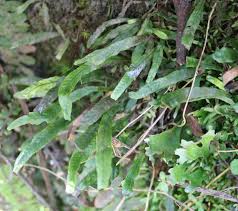 Image result for Grammitis