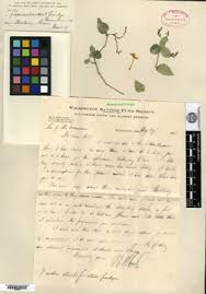 Image result for Justicia buchholzii