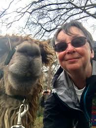 Is visiting an alpaca farm in Keswick worth it?