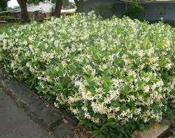 Best Of The Best Ground Cover Ground Cover Plants Jasmine Ground Cover