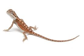 Leatherback red german giant x blood bearded dragon came in on january the 5th at 10:00am!! 11 Types Of Bearded Dragon Morphs