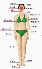 Related posts of women internal body parts reproductive system in female. Human Body Parts Pictures With Names Body Parts Vocabulary Leg Head Face