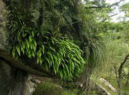 Image result for Lepisorus