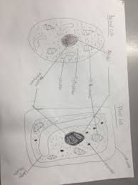 Check spelling or type a new query. Samoa Cells