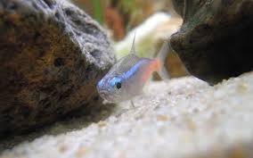 Neon tetra fish are often seen in home aquariums and add a lot of colors to any fish tanks without the need. Do Neon Tetras Lose Color At Night Aquariumnexus