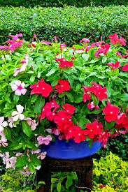 Pin On Flowers