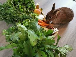 Que Mange Un Lapin Les Legumes Et Fruits Le Meilleur Pour Mon Lapin