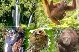 Hutan Sumatera, Surga Keanekaragaman Hayati yang Menyimpan Kekayaan Tak  Ternilai - Timenews