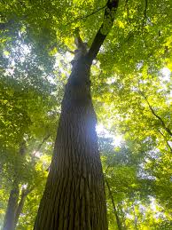 Curtis Gates Lloyd WMA — Old-Growth Forest Network