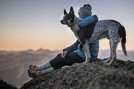 Whether you're looking to buy flowers and gifts like roses , orchids, gift baskets, bonsai trees, flowering plants or wedding bouquets, we have the highest quality blooms and the. How To Help Someone Who S Lost A Pet Blogs 1 800 Flowers 4 Gift Seattle